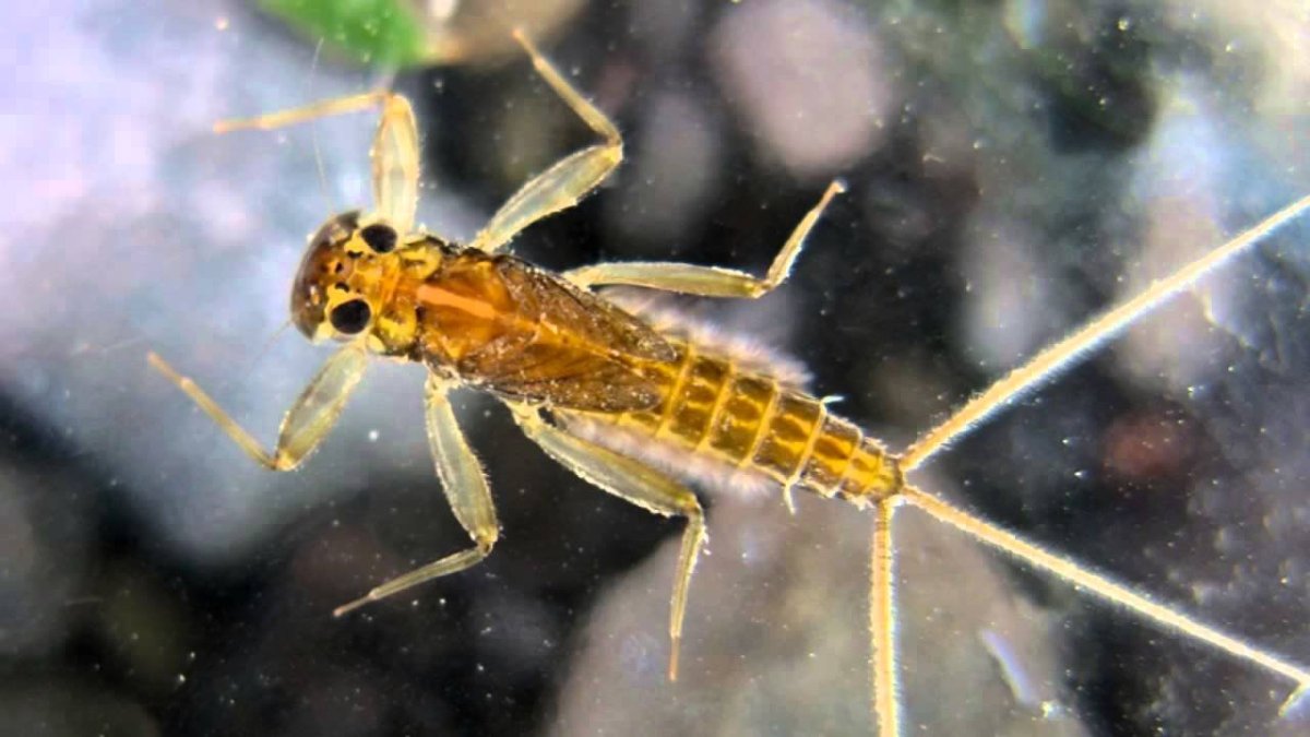 Лентокрылые веснянки