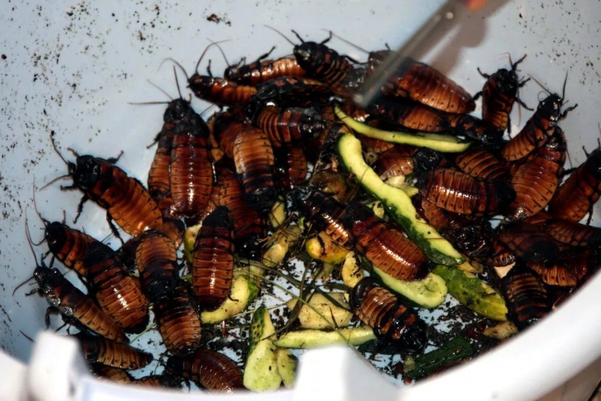 Самые мерзкие насекомые