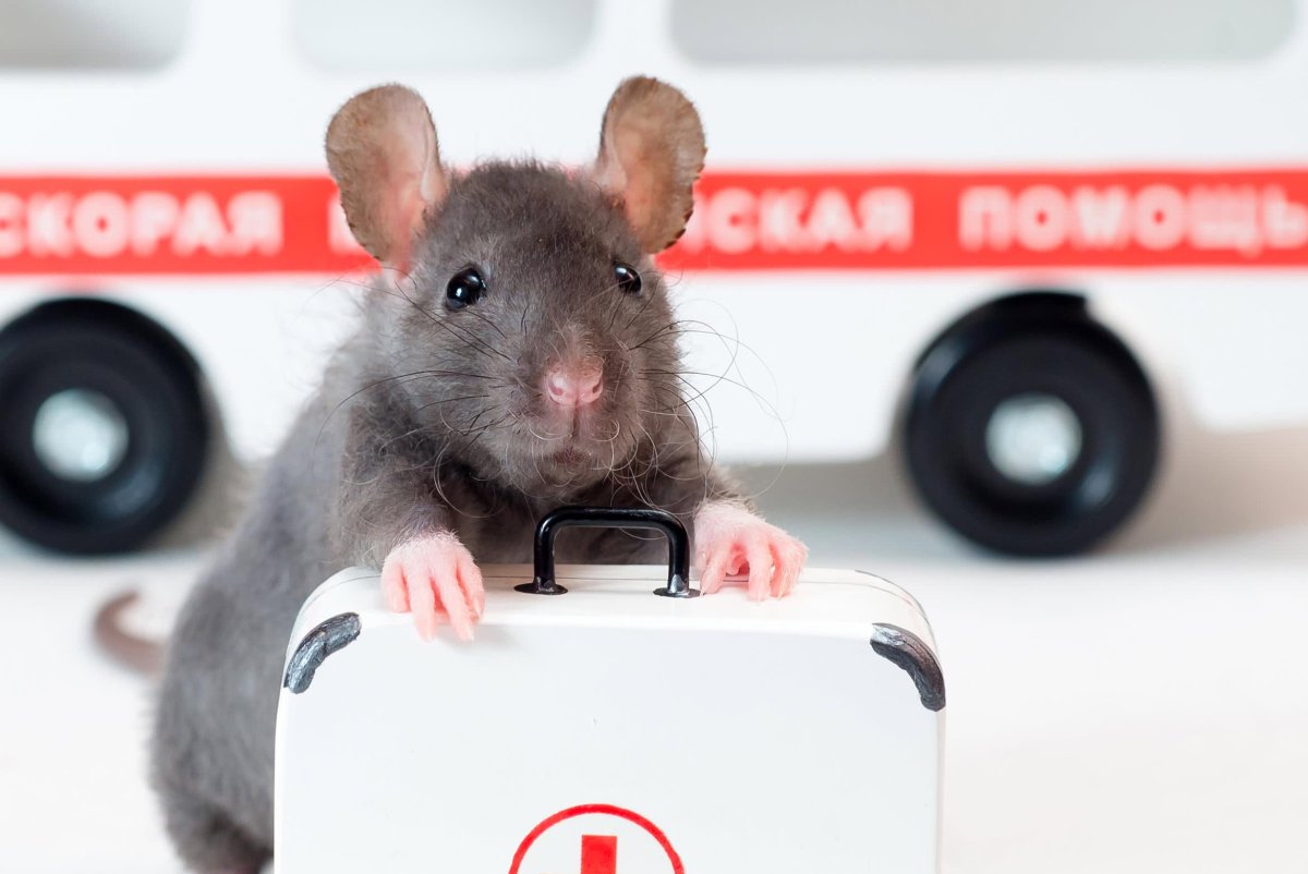 Крыса Дамбо рекс