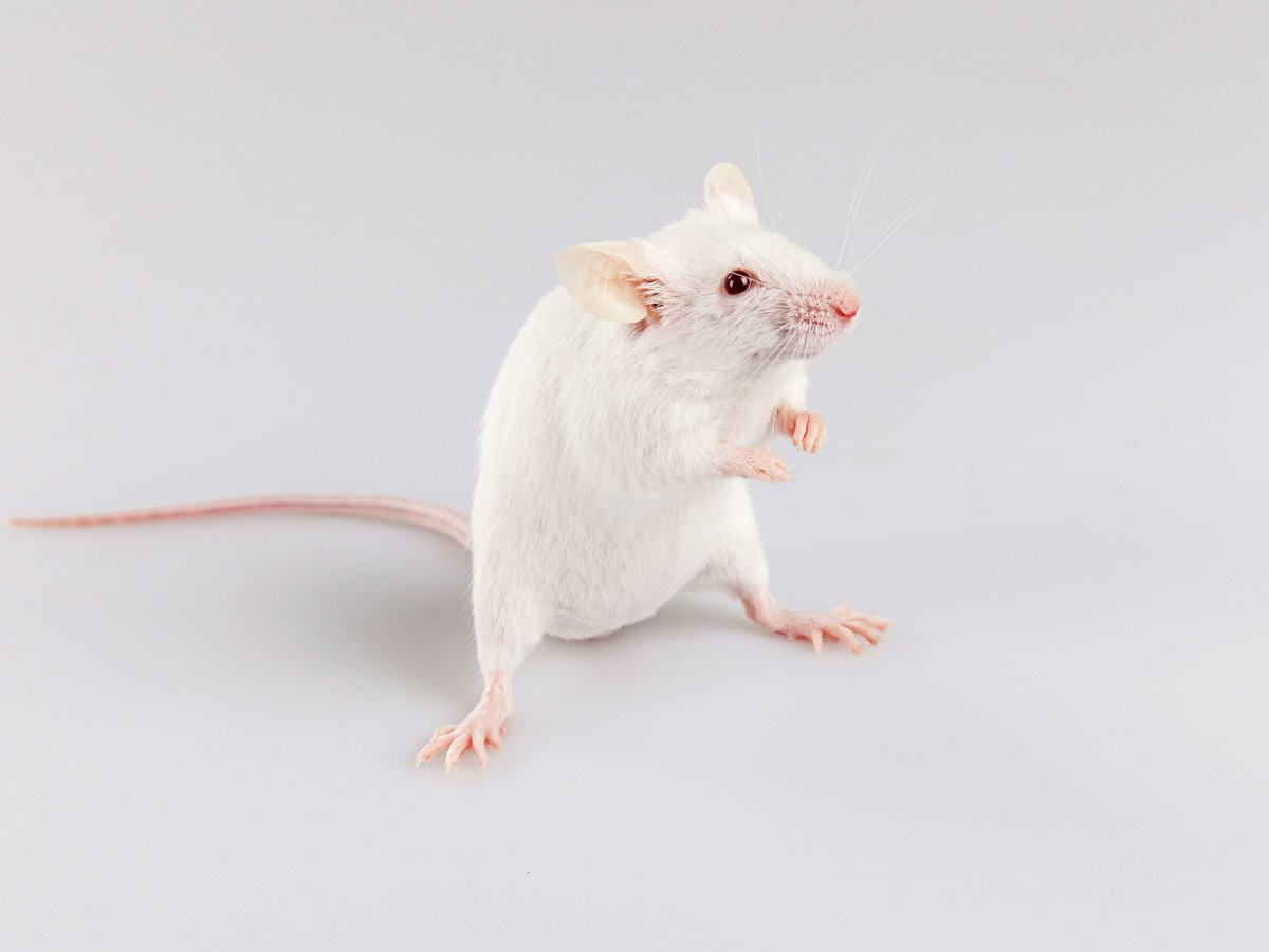 Крыса картинка
