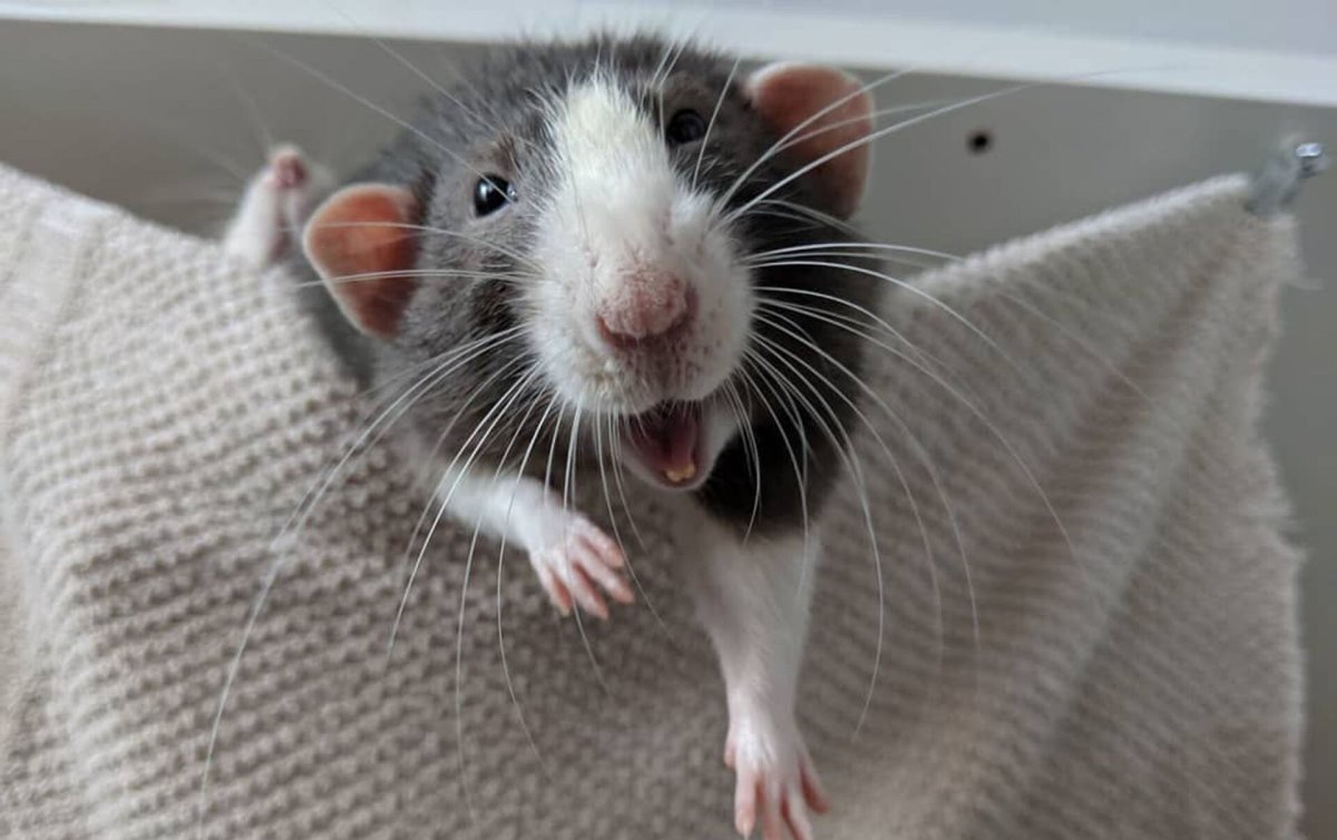 Пухлая крыса