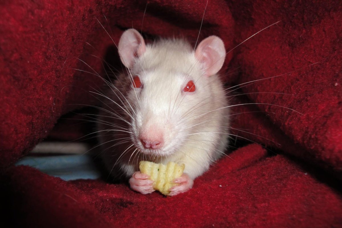 Перечеркнутая мышь