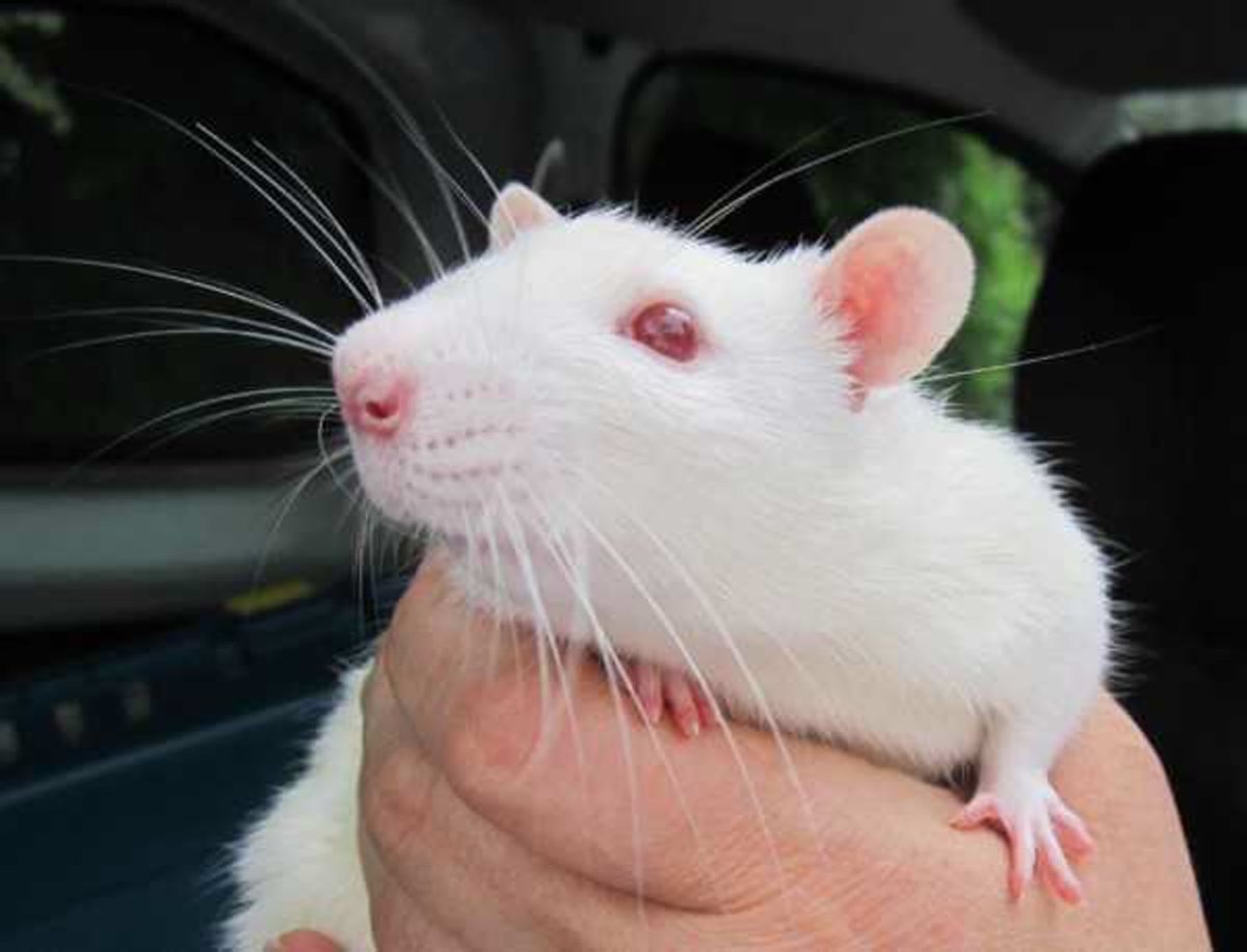 Мышь с красными глазами