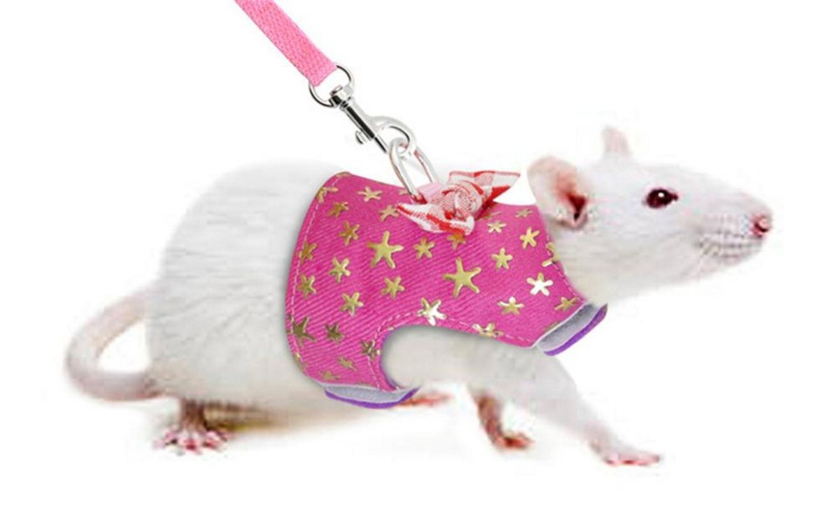 Крыса альбинос