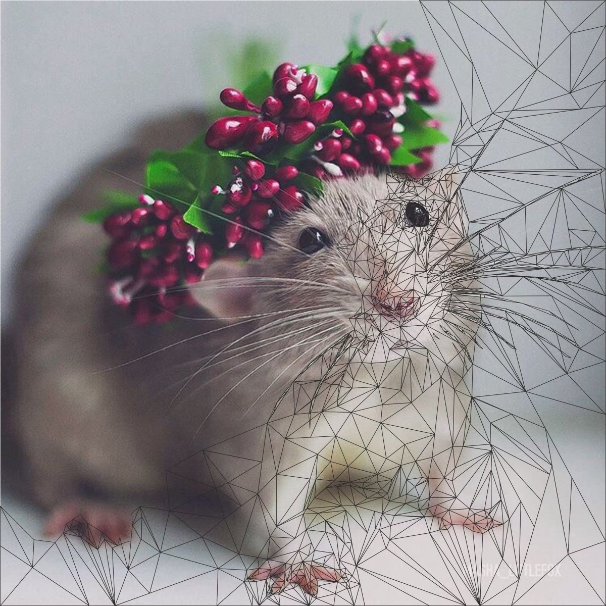 Две белые крысы