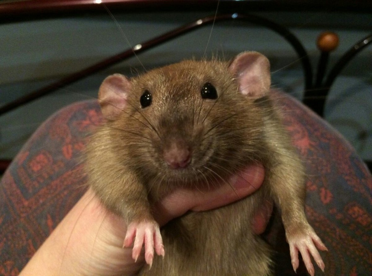 Милая крыска моется