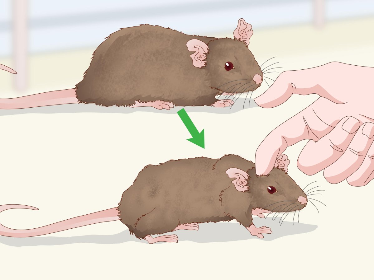 Декоративная крыса альбинос