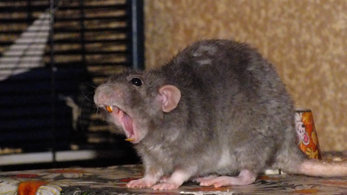 Крыса Дамбо толстая