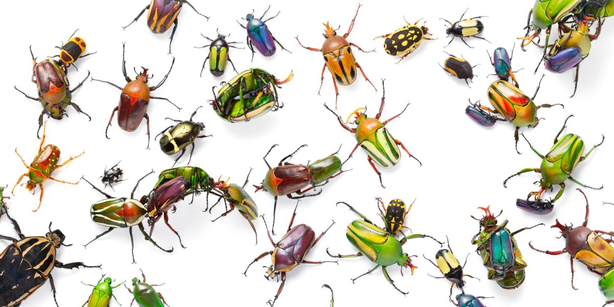 Все виды насекомых