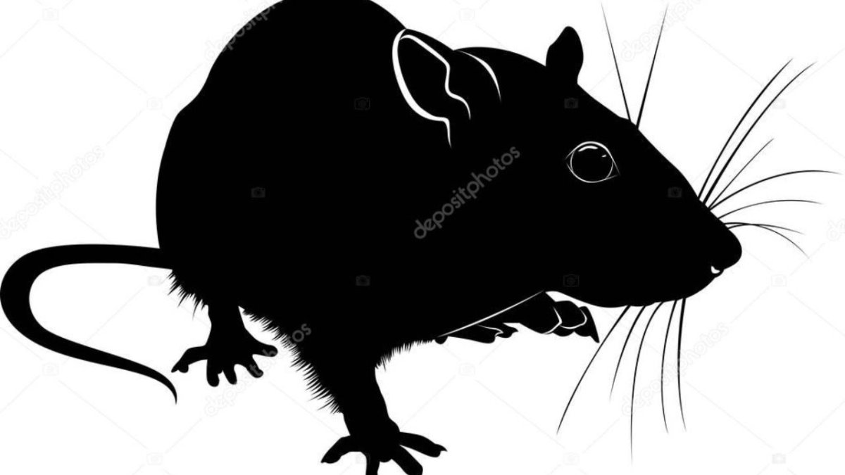 Черная мышь на белом фоне
