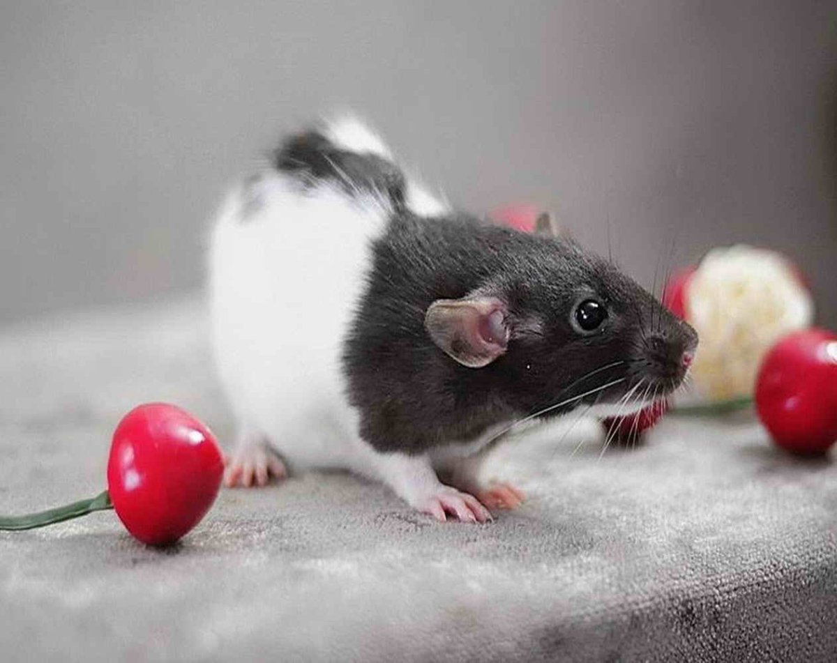 Крыса декоративная Дамбо капюшон