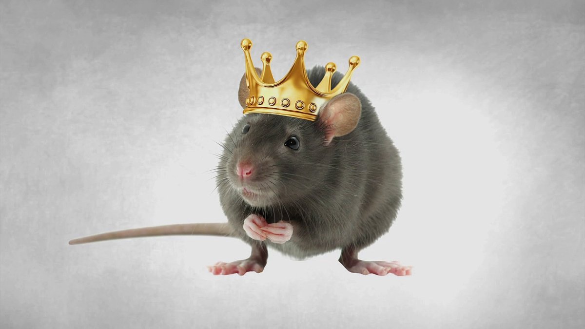 Мышь в короне