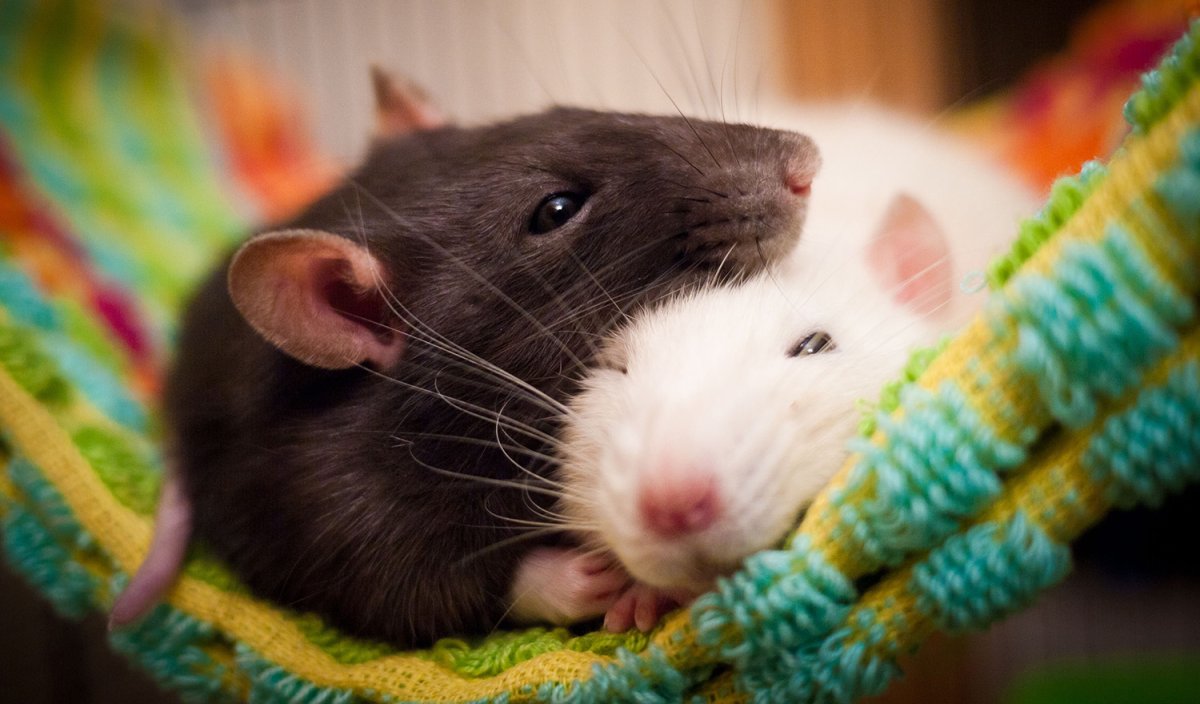 Декоративные крысы