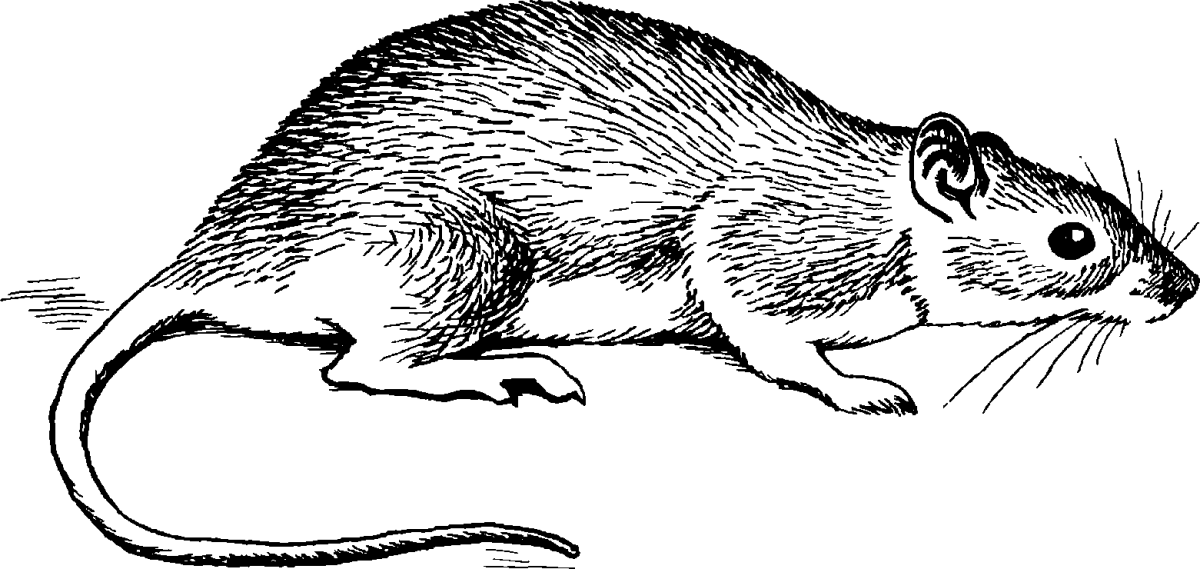 Крыса раскраска
