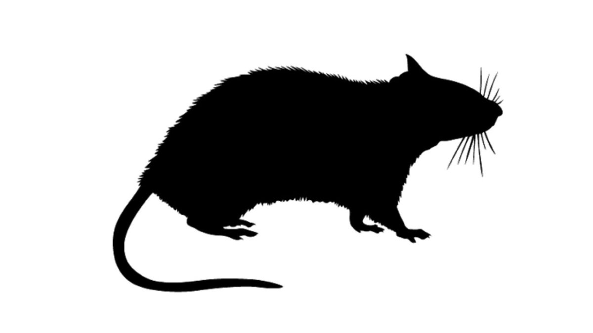 Черно белая крыса на белом фоне