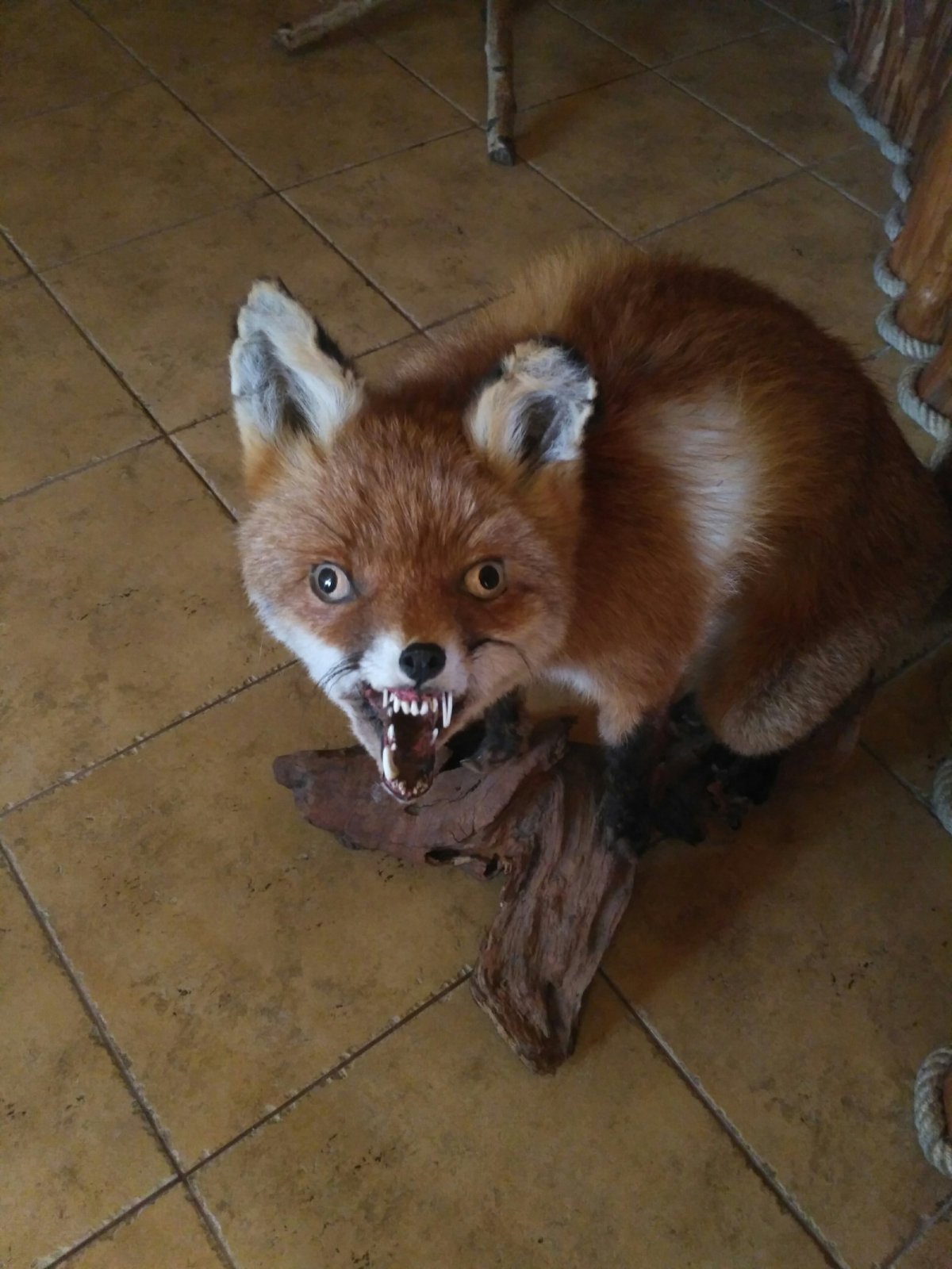 Странная лиса