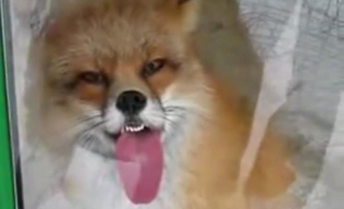 Лиса лижет стекло