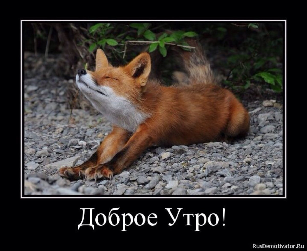 Лис потягушки