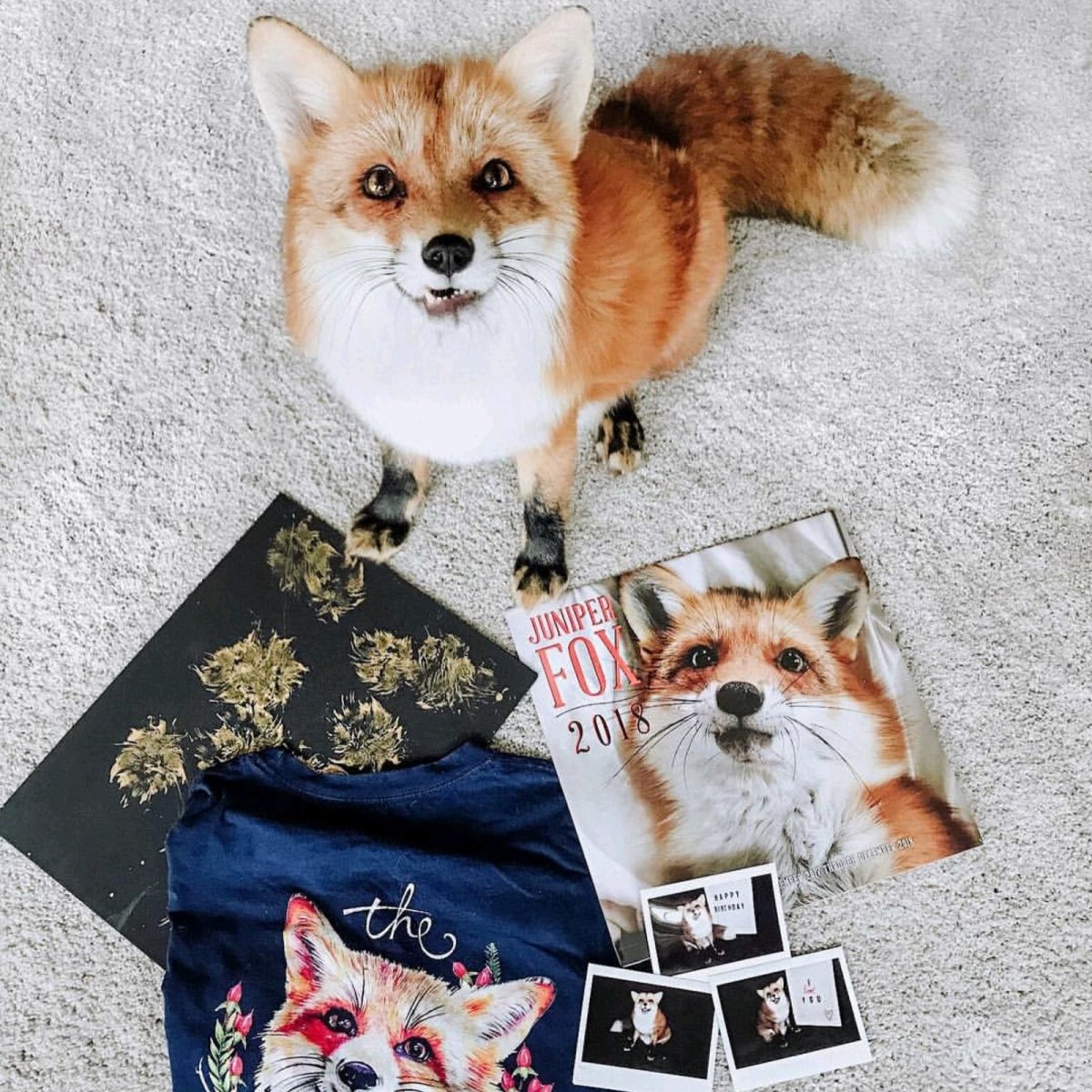 Питерская лиса