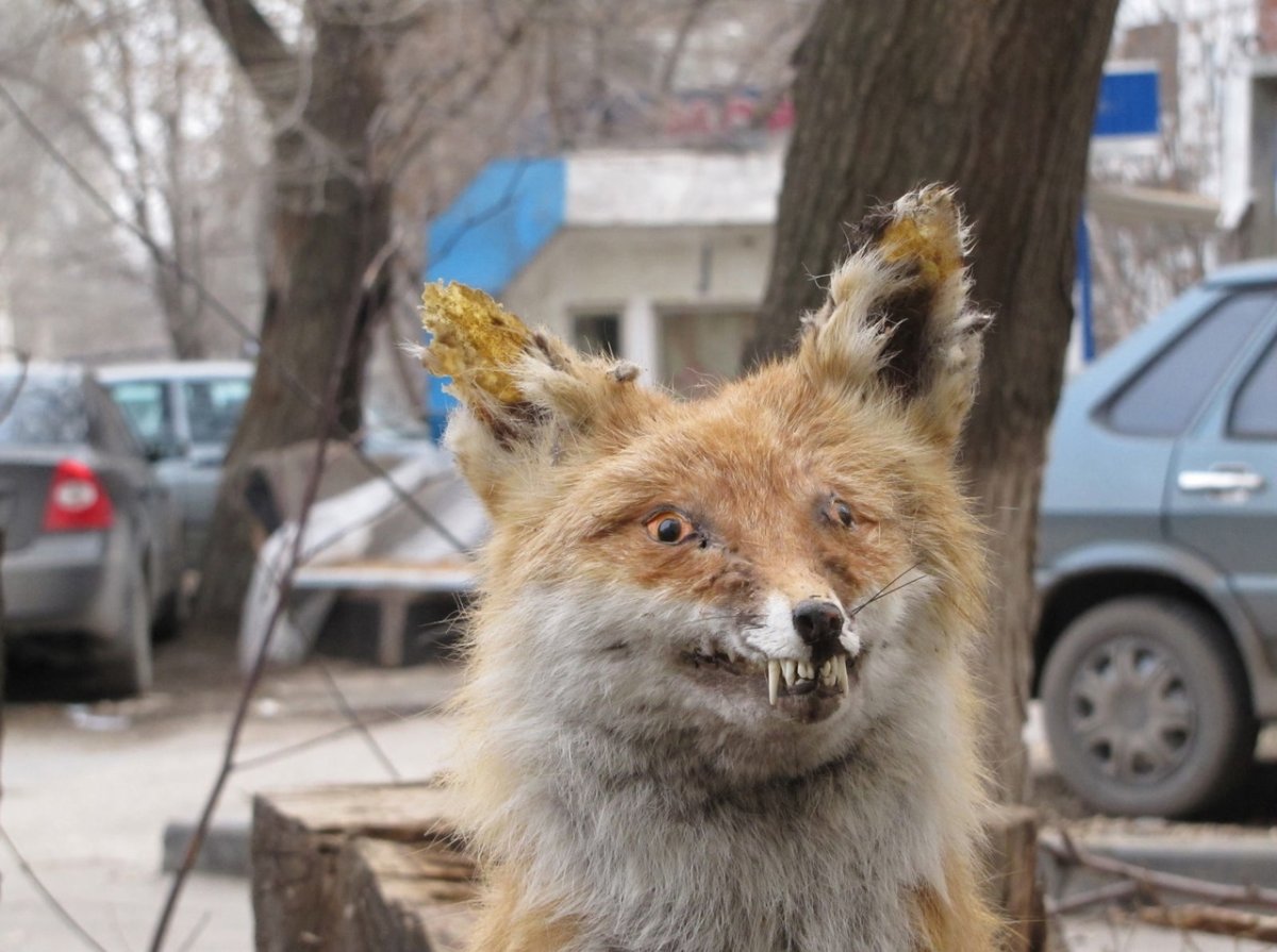 Упоротый Лис чучело