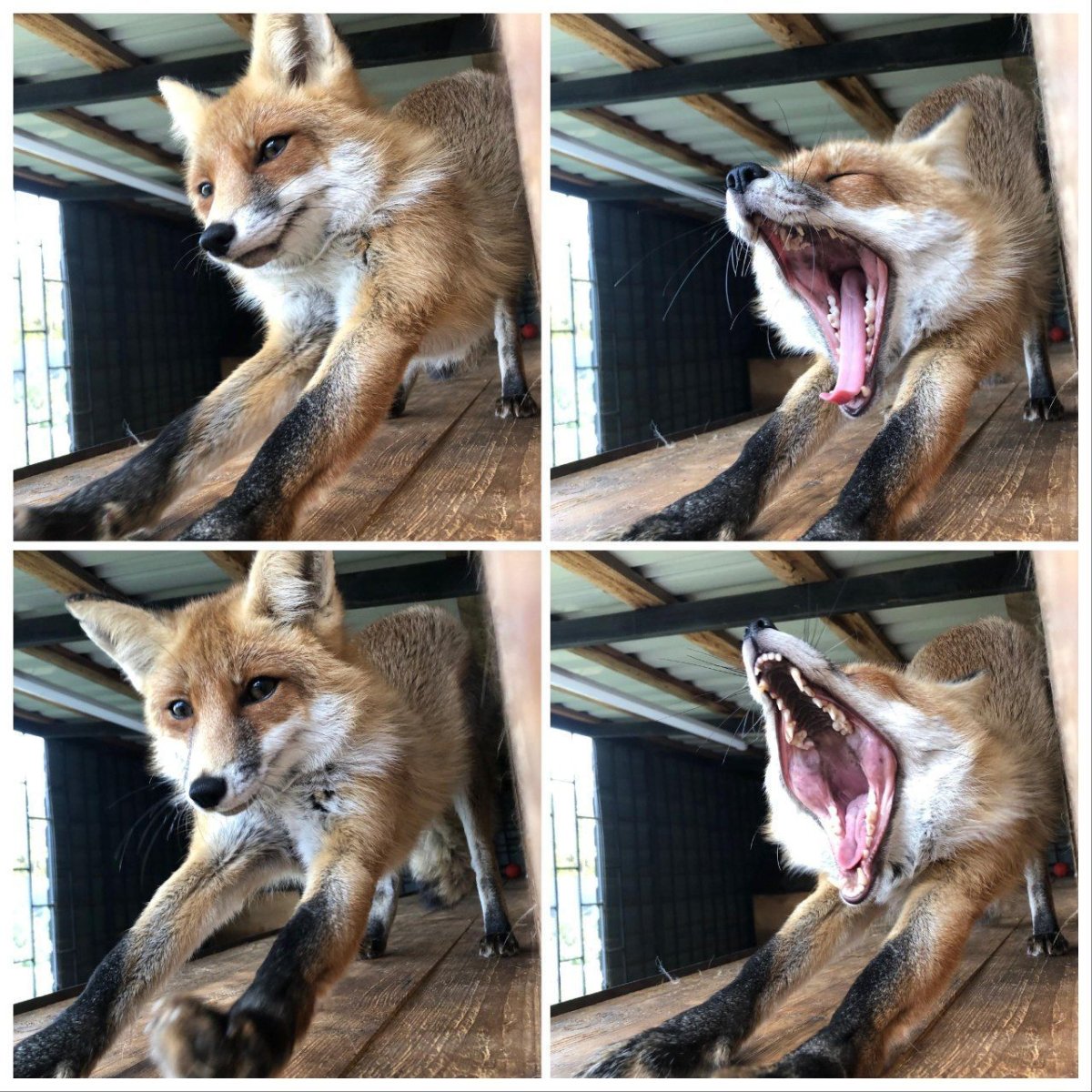 Ли Сяо лиса Алиса