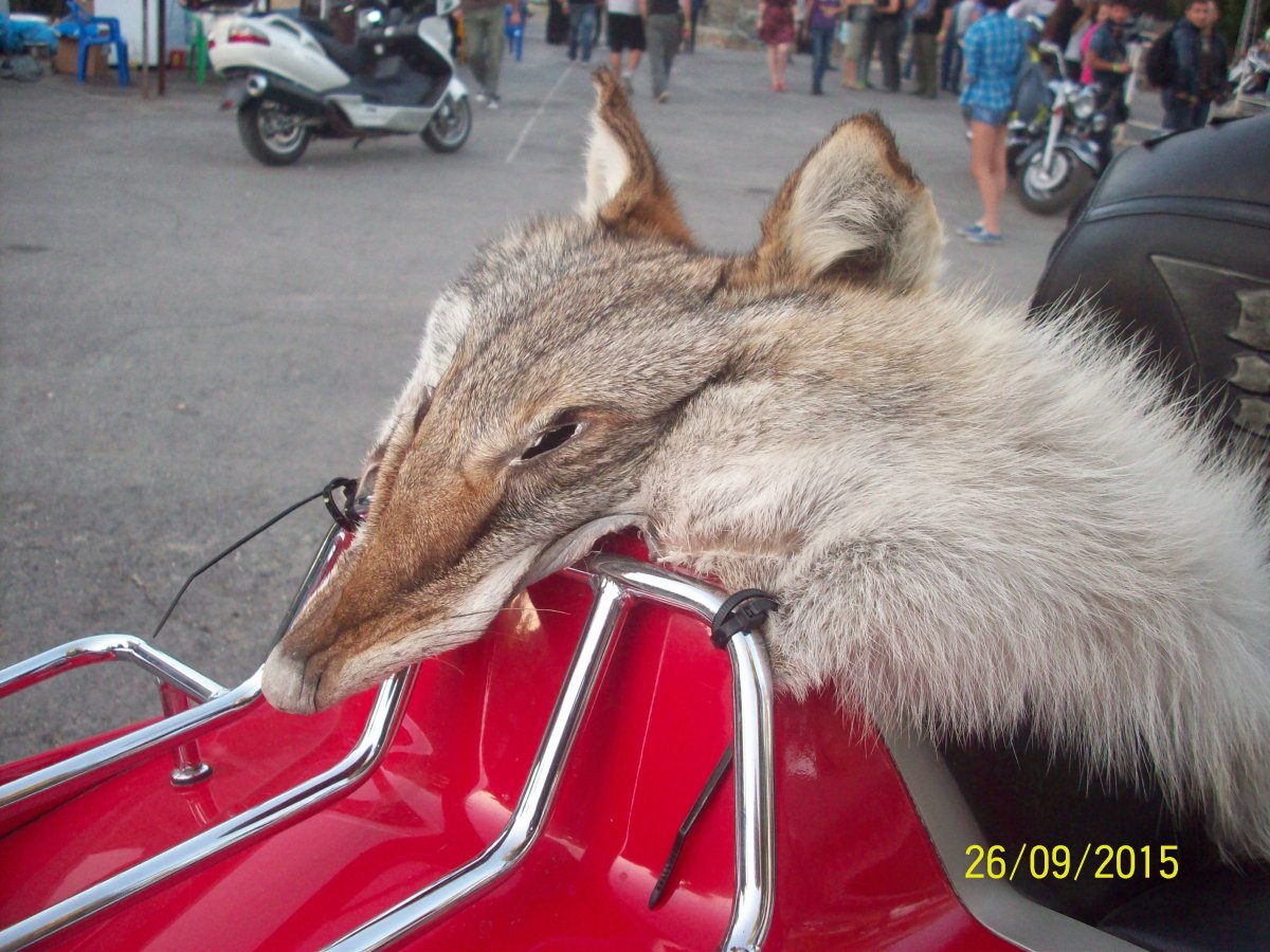 Упоротая лиса в машине