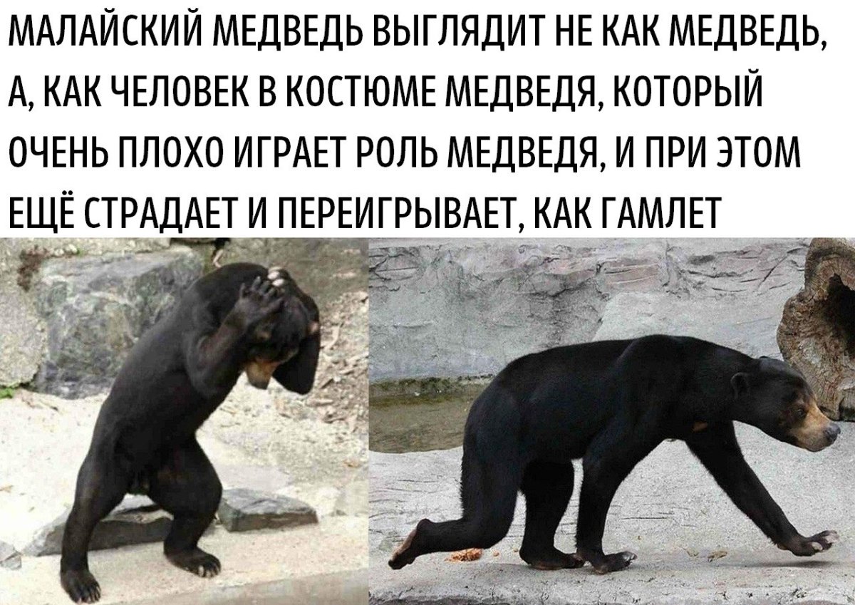 Худой медведь