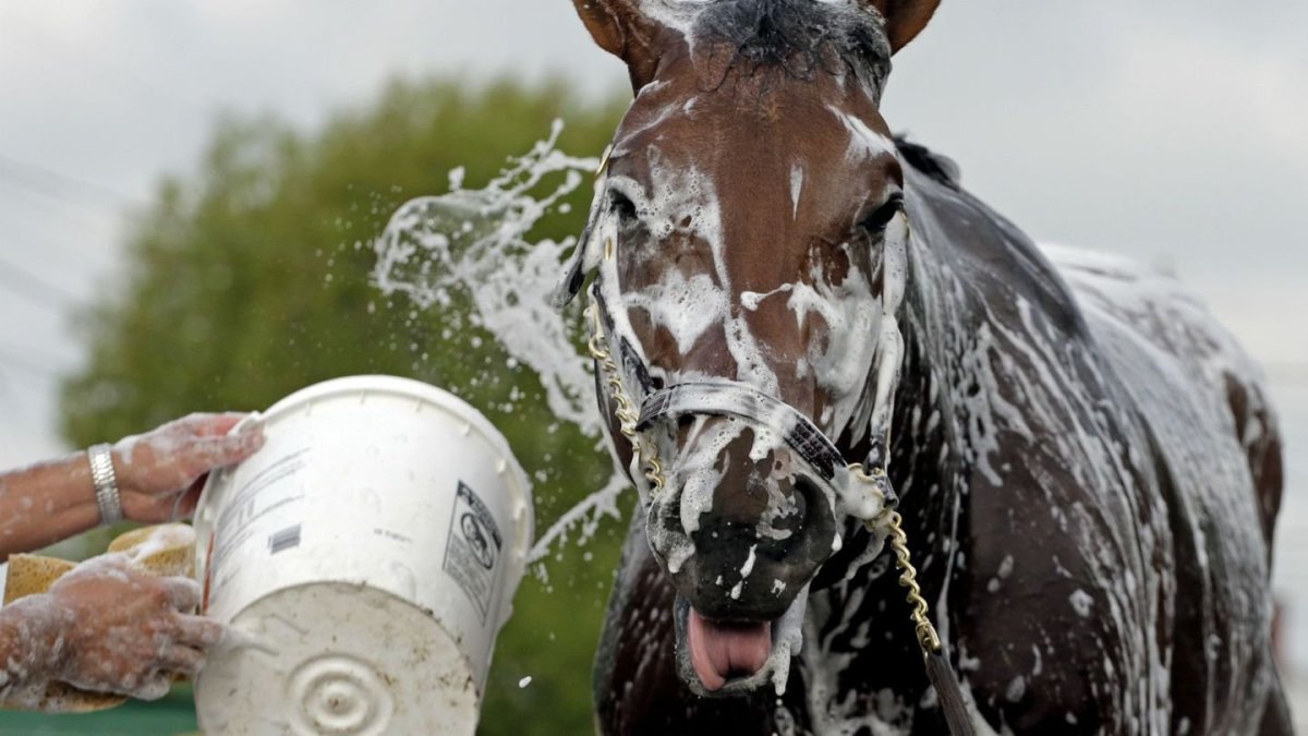 Мокрая лошадь