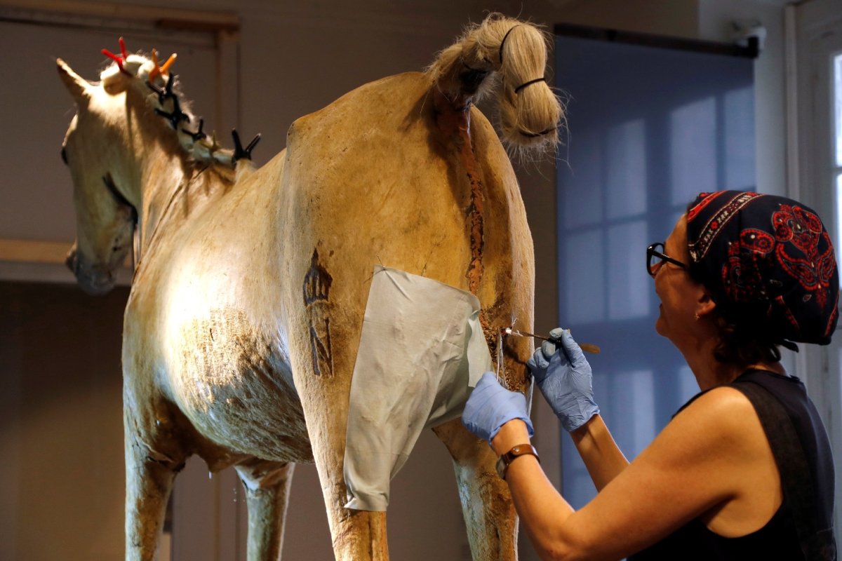 Девушка внутри коня