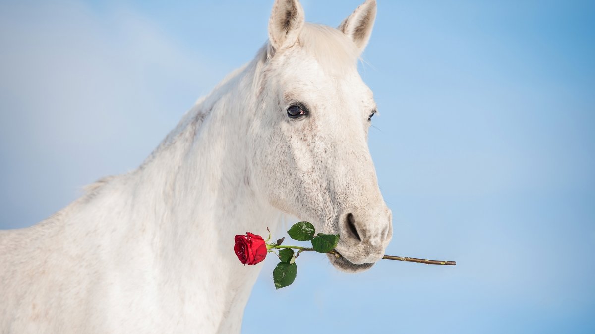 Лошадь с цветком в зубах