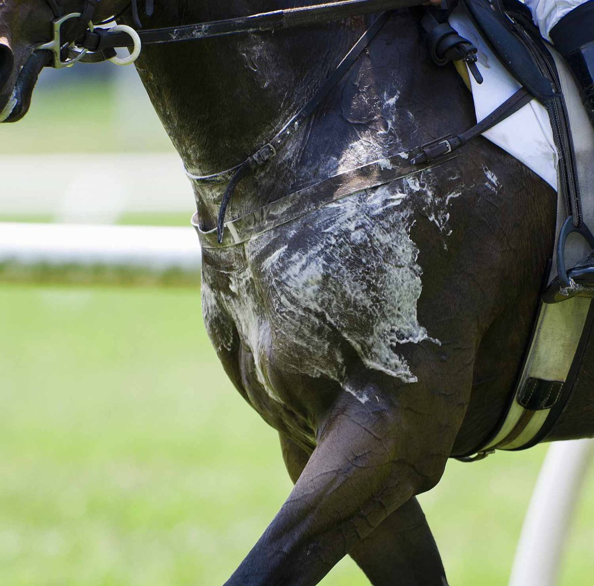 Взмыленная лошадь