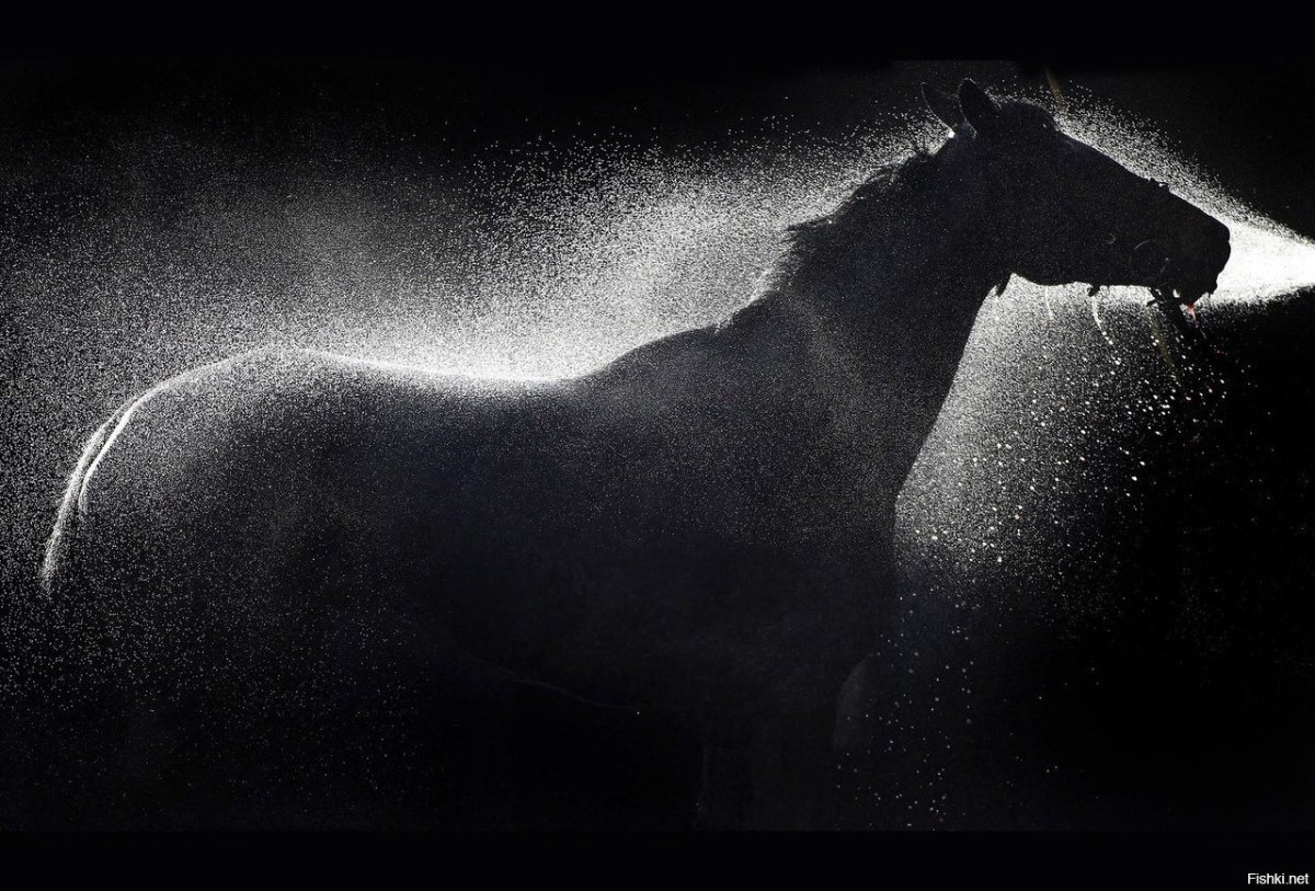 Лошадь свет и тень