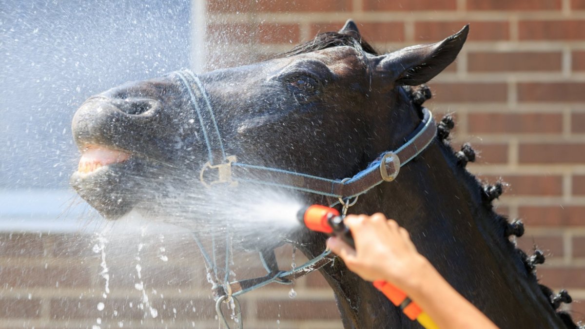 Мытье лошади прикол