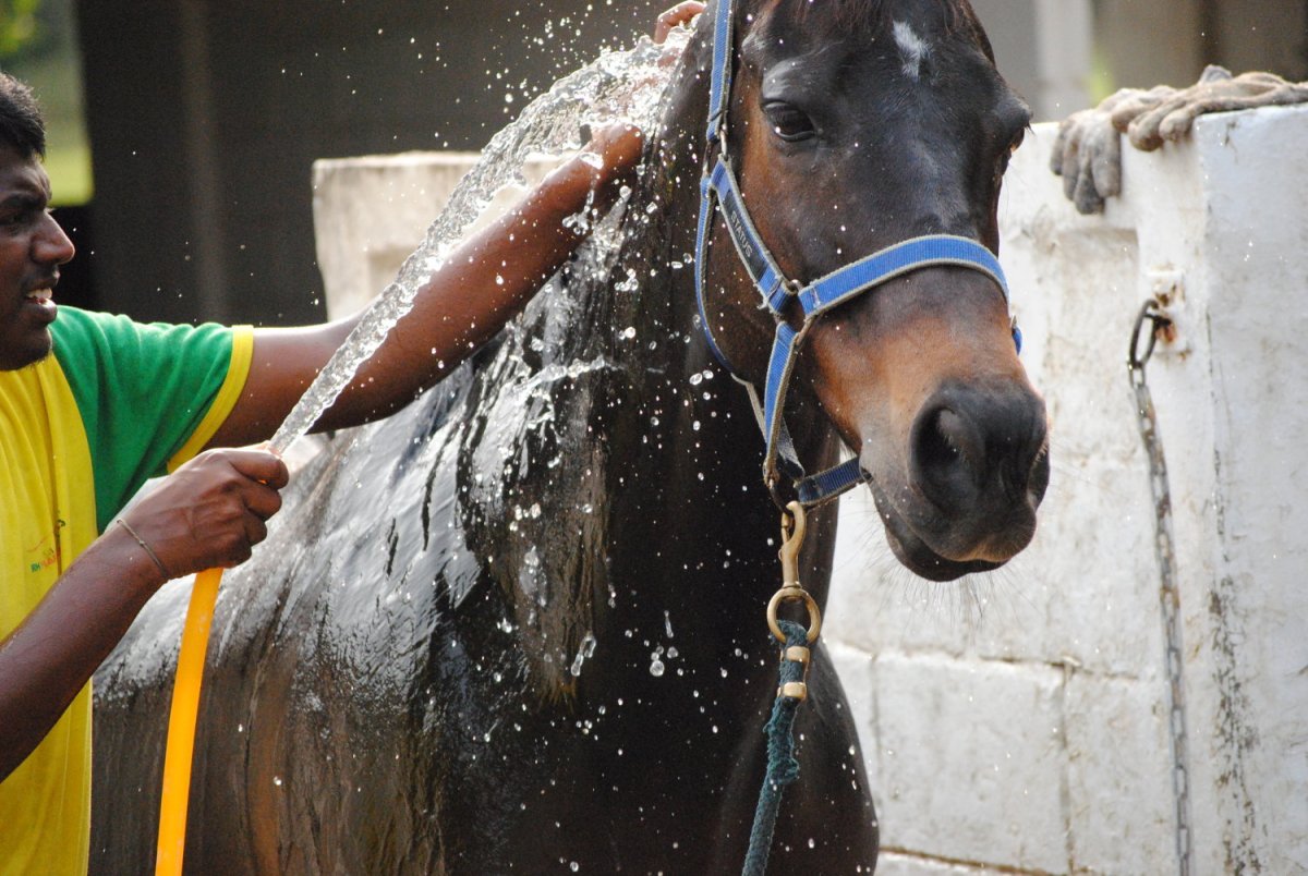 Помывка лошади