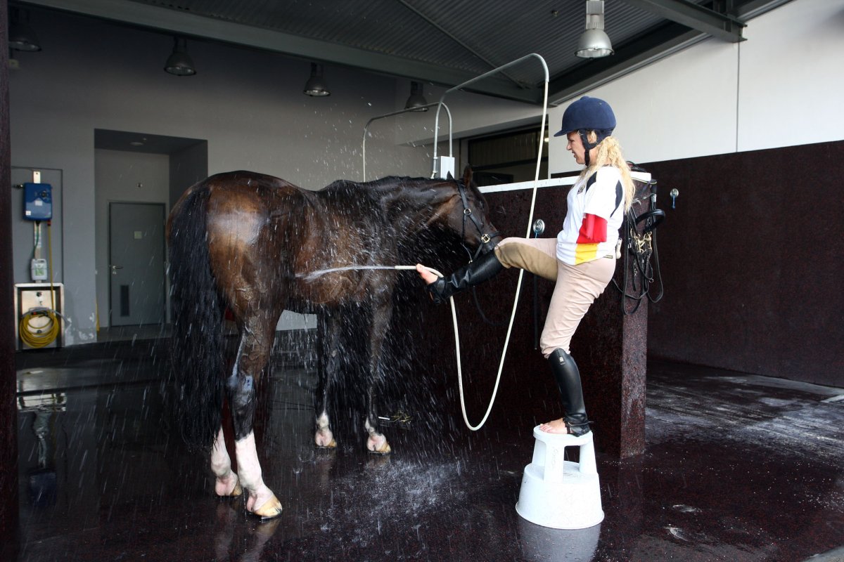 Лошади калеки