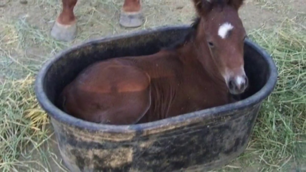 Уставшая лошадь