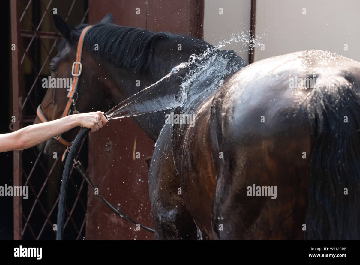 Девушка моет коня