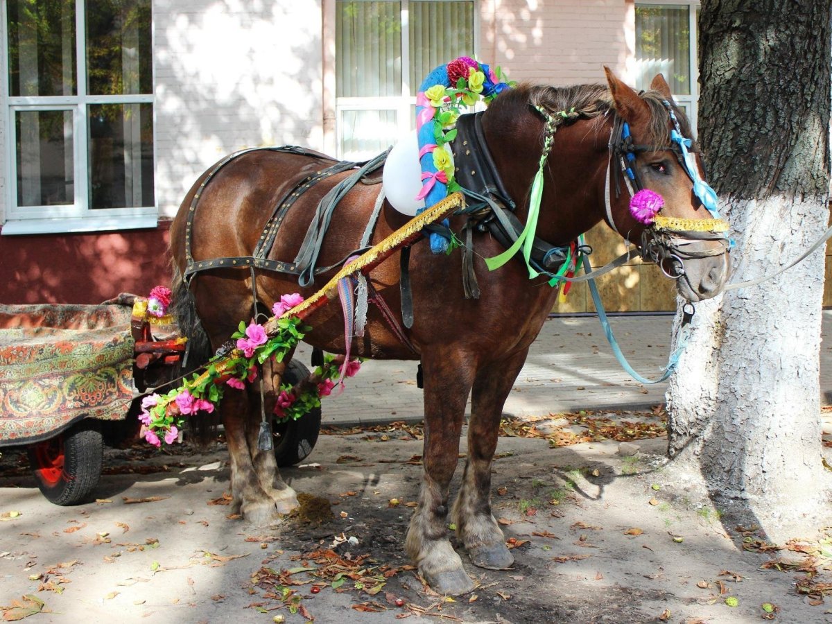 Старая лошадь