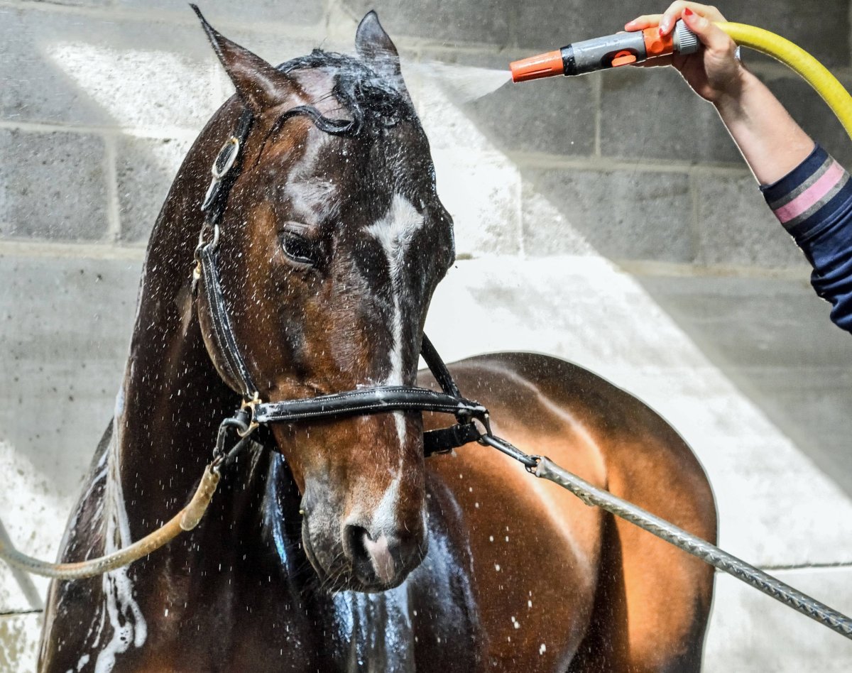 Мойка для лошадей