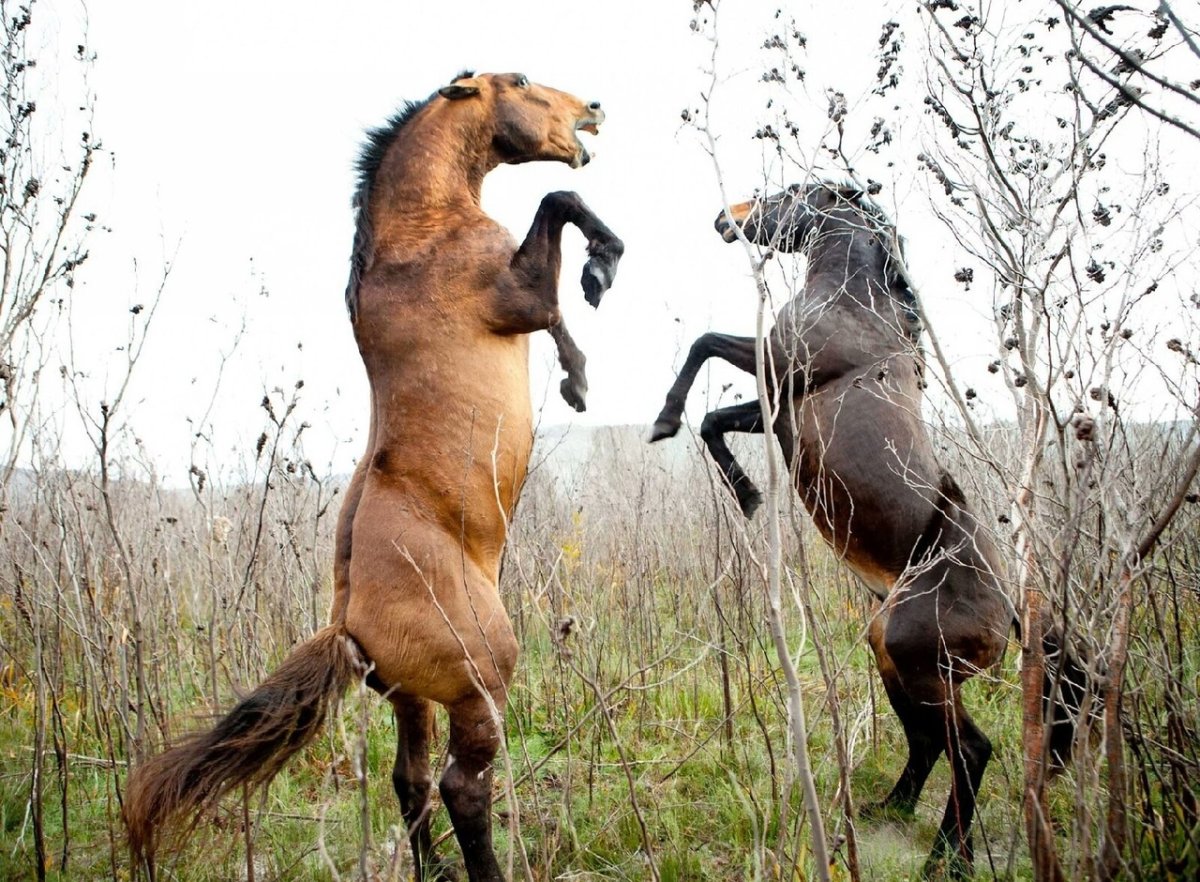 Наряженная лошадь