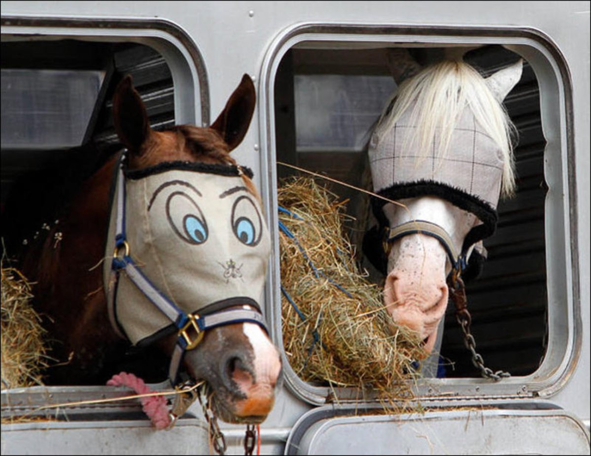 Влюблённые лошади