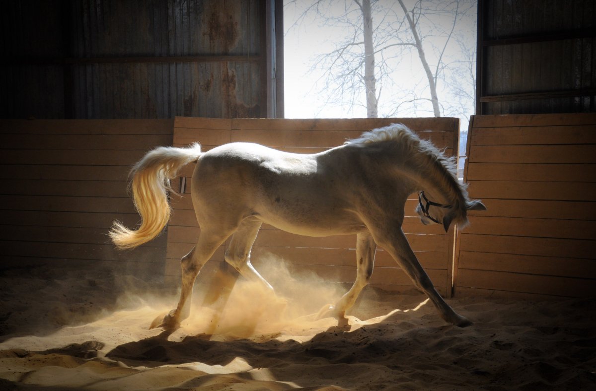 Прикуска у лошади