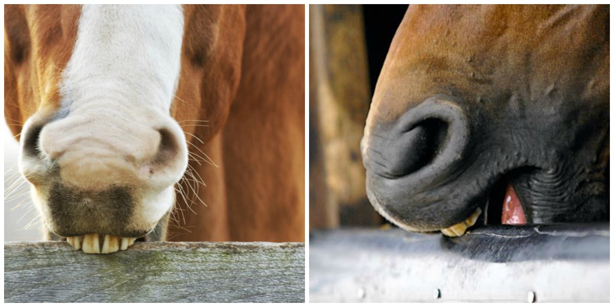 Что едят лошади