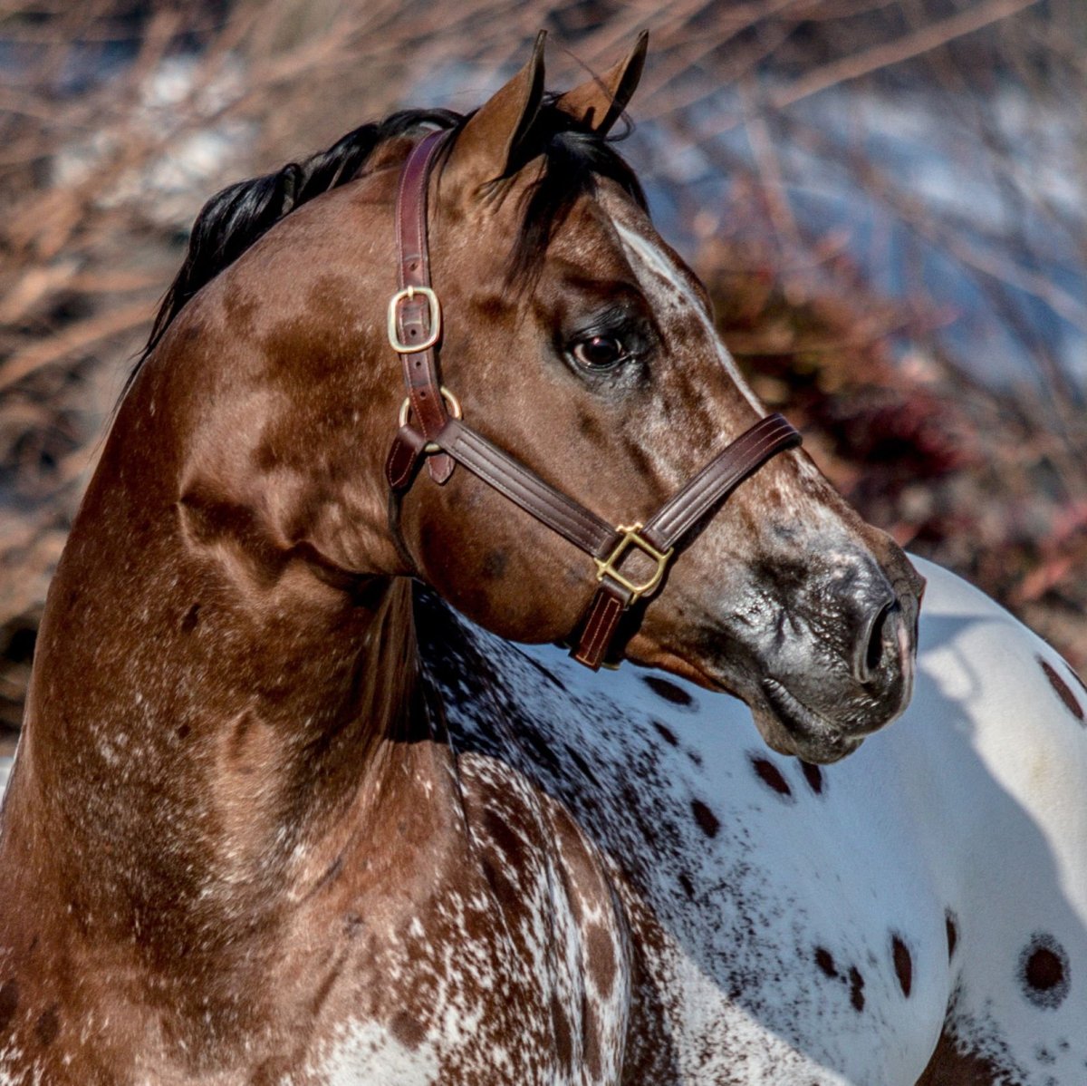 Конь прикол