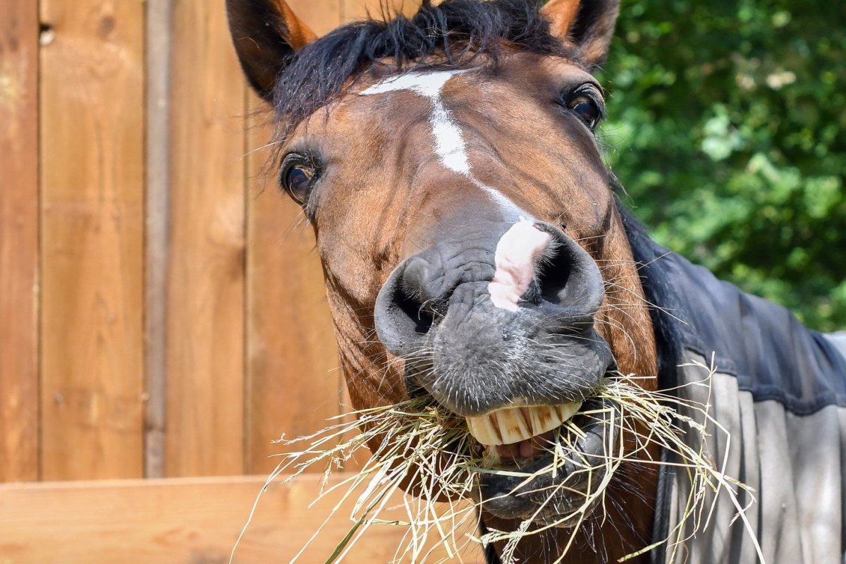 Лошадь в мыле