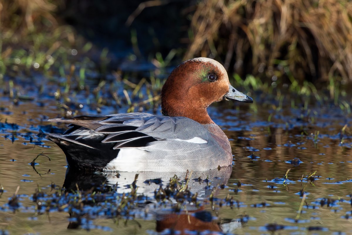 Свиязь утка