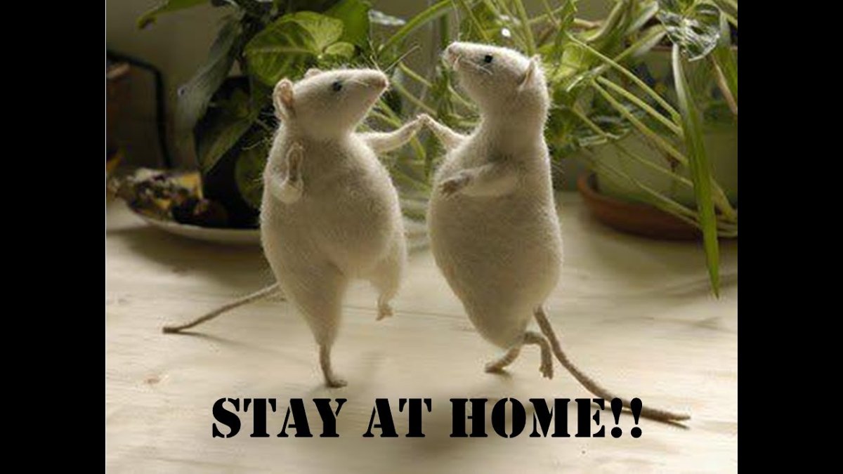 Танцующая мышь