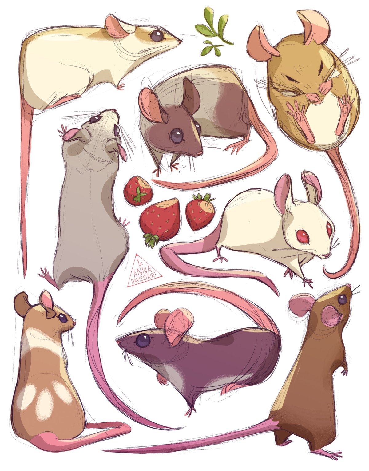 Крыса референс