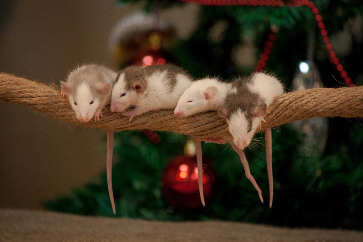 Четыре крысы