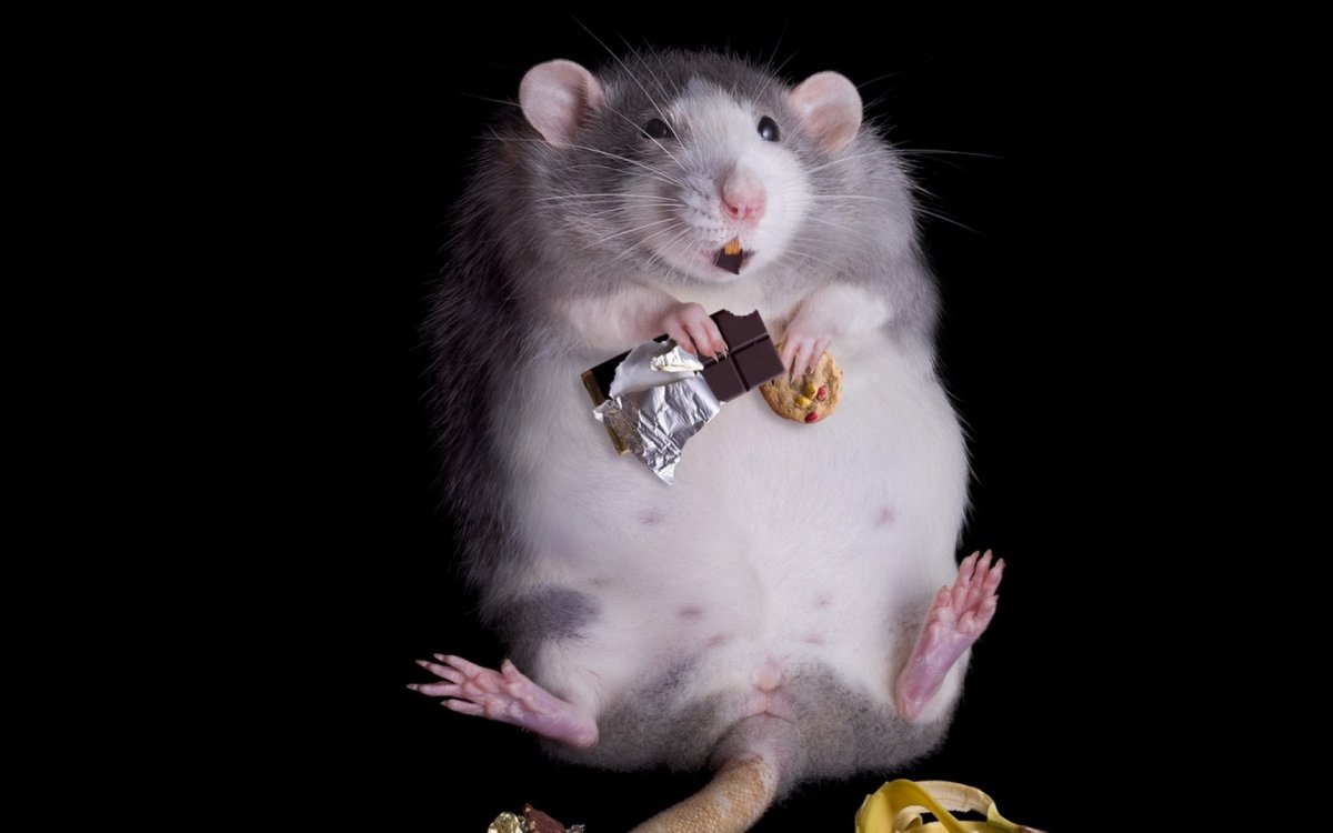 Толстый мышонок